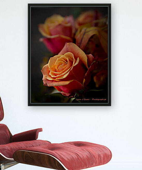 IMG_3150_edited 4 by Lynn J Shore   Photographist