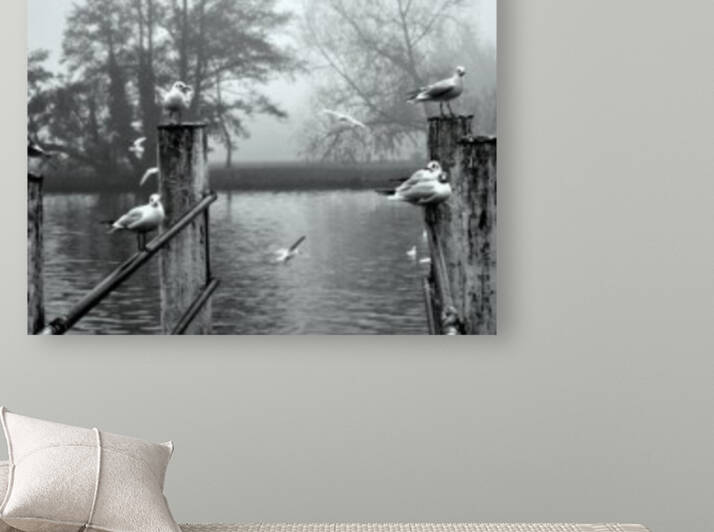 Birds in UK by Amazing