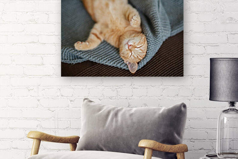 Red kitten sleeps by Aquamarine