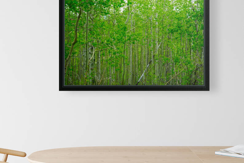 New Growth - Colorado by 360 Studios