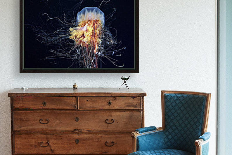 Giant Lion's Mane by 1x