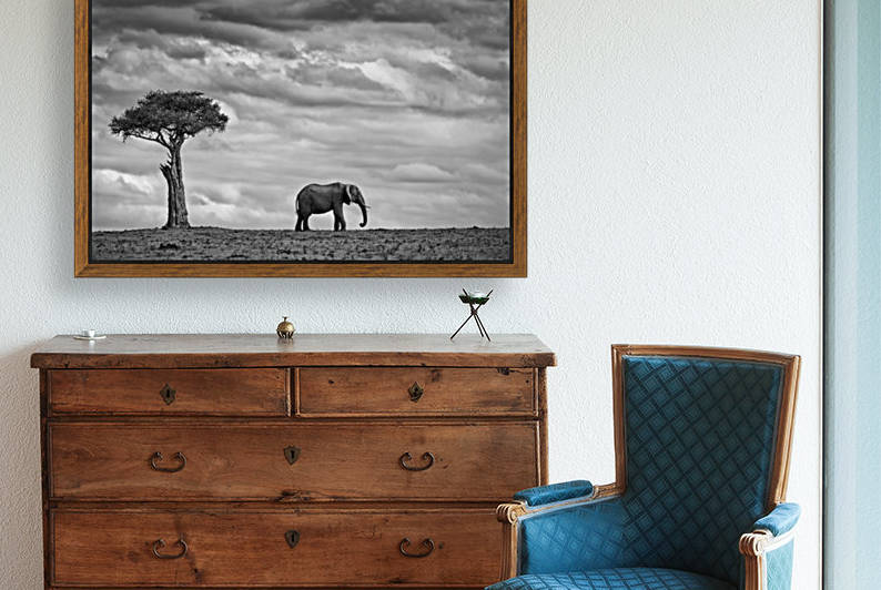 Elephant Landscape by Mario Moreno  by 1x