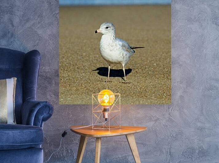 Curious Seagull by The NC Geek