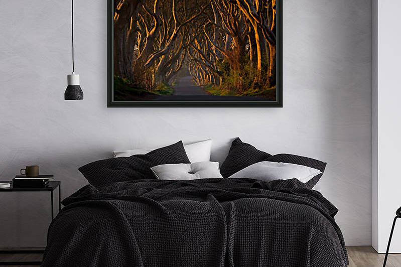 The Dark Hedges in the Morning Sunshine by 1x