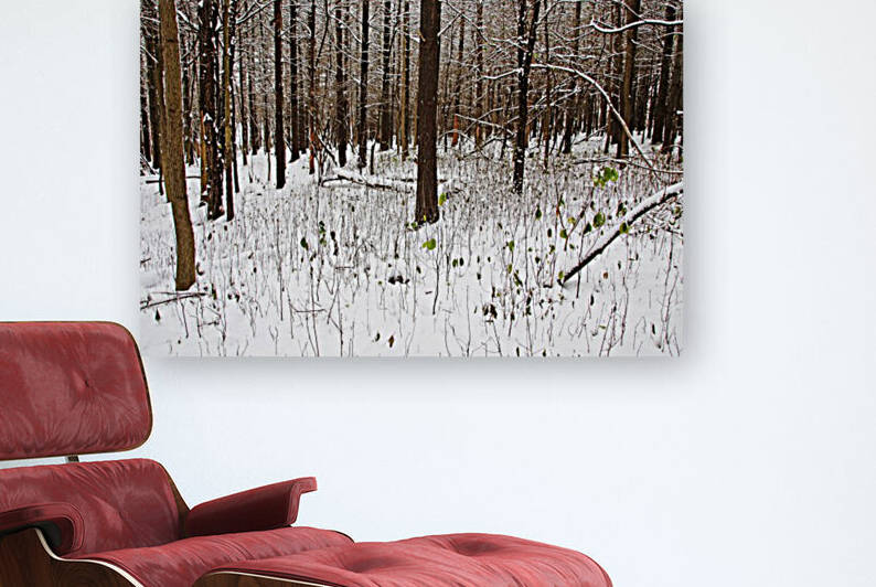 Dashes Of Green In Winter Forest by Deb Oppermann