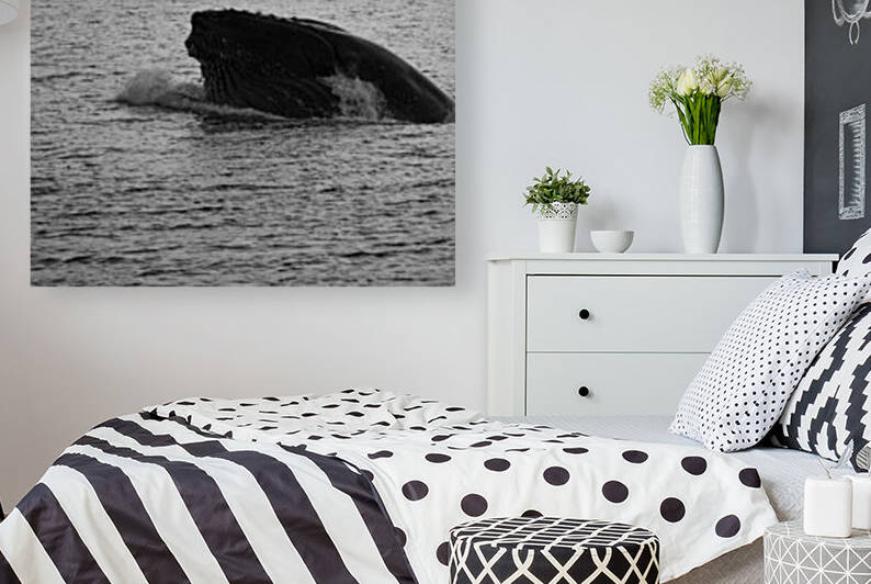 Humpback whale by Dawn Evans