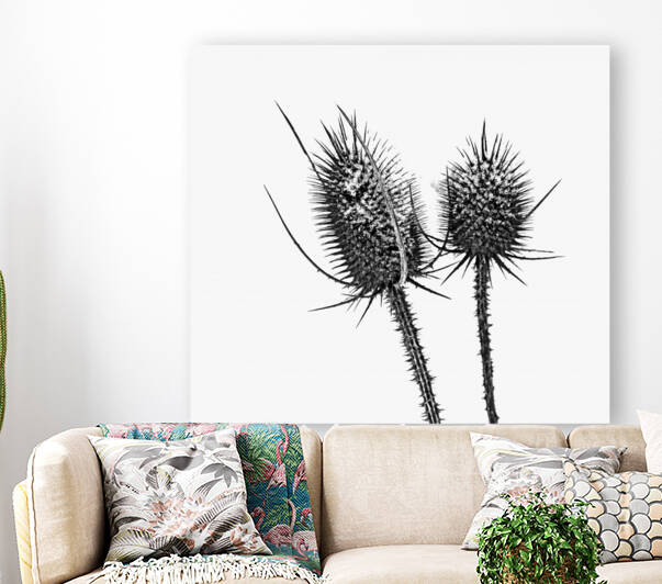 Winter Teasel Black And White by Deb Oppermann