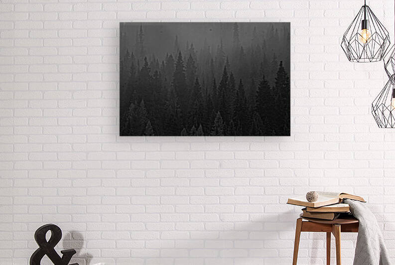 Pines in the Mist by Split Imagery