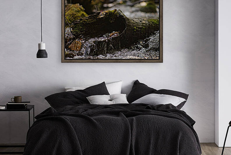 Hollow Log by Split Imagery