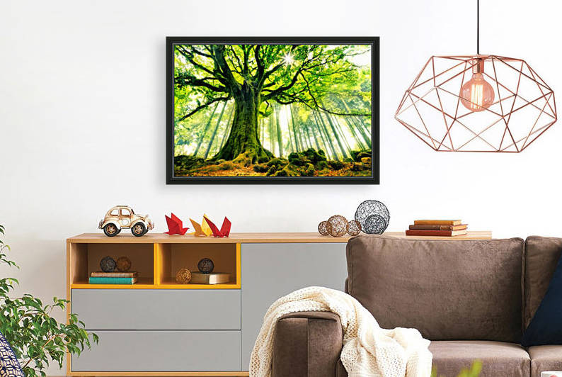 Ponthus' Beech by 1x