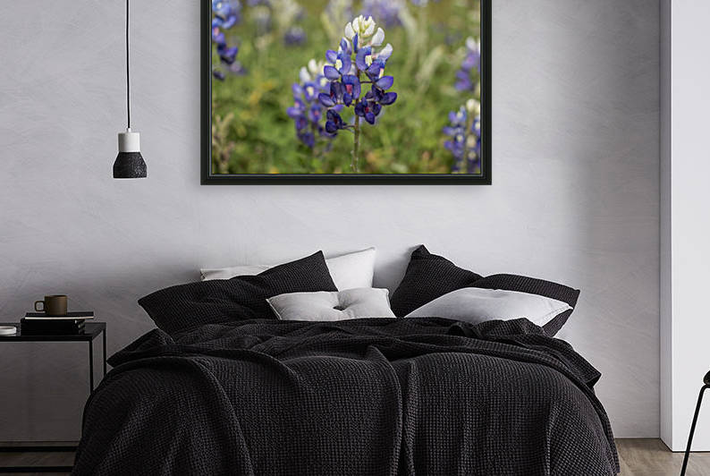 Bluebonnet by Ashleigh Clack