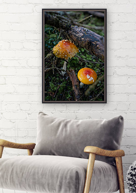 Mushrooms by Noah Lang