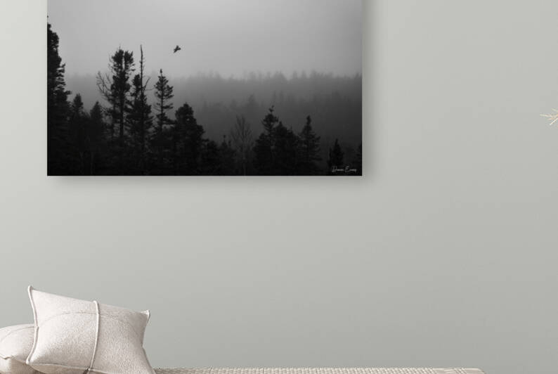 Crow in the fog  by Dawn Evans