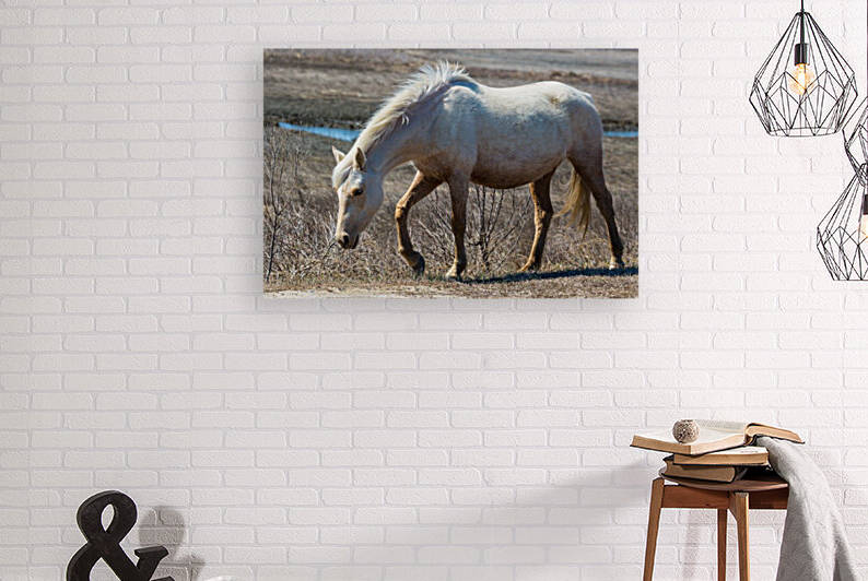 Wild Horse ap 2836 by Artistic Photography