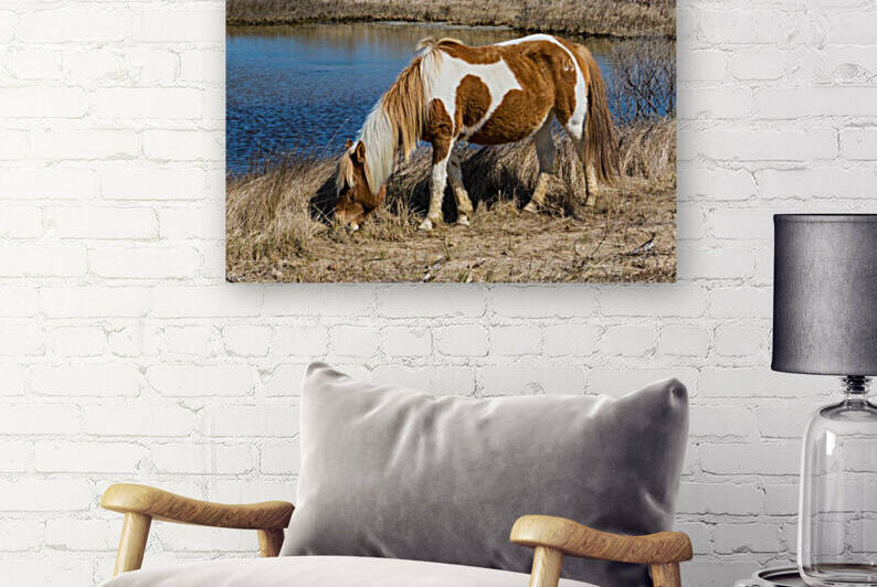 Wild Horse ap 2837 by Artistic Photography