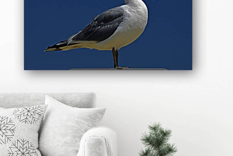 Seagull Iconic Beach Bird by Bill Swartwout Photography