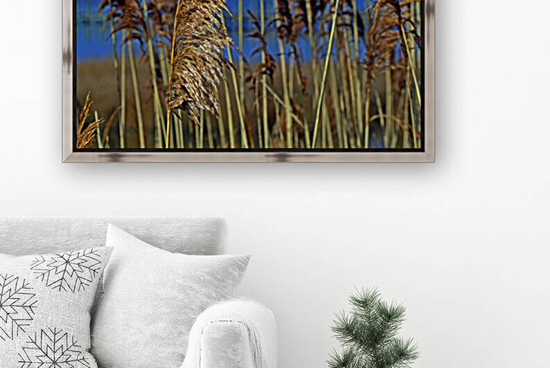 Marsh Grasses at Northside Park by Bill Swartwout Photography