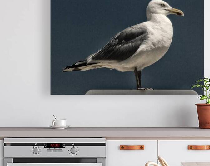 Seagull Portrait Almost Black and White by Bill Swartwout Photography