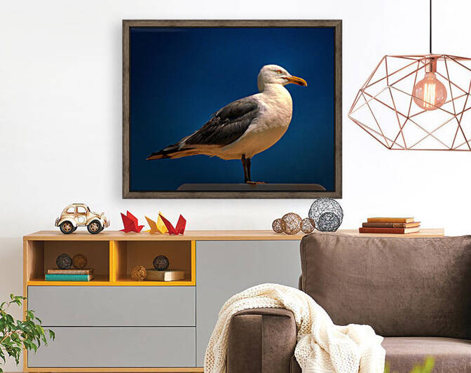 Seagull Portrait in Color by Bill Swartwout Photography