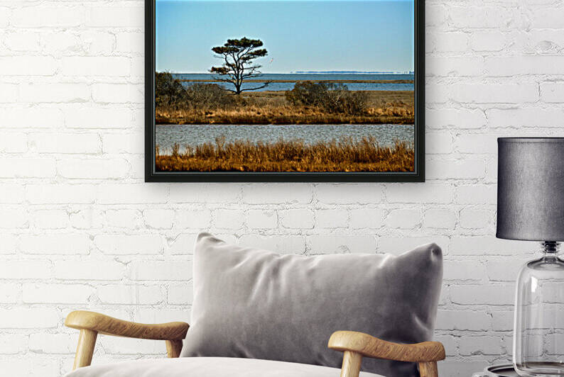 Assateague Marsh Loblolly Pine by Bill Swartwout Photography