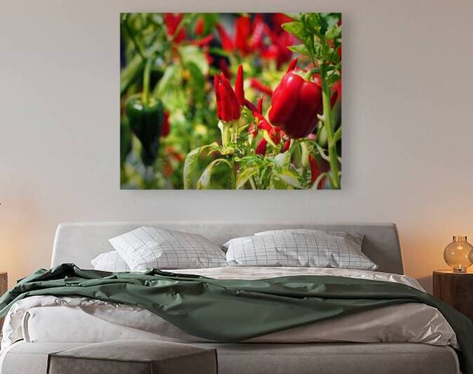 Red Hot Chili Peppers Ornamental Peppers by Bill Swartwout Photography
