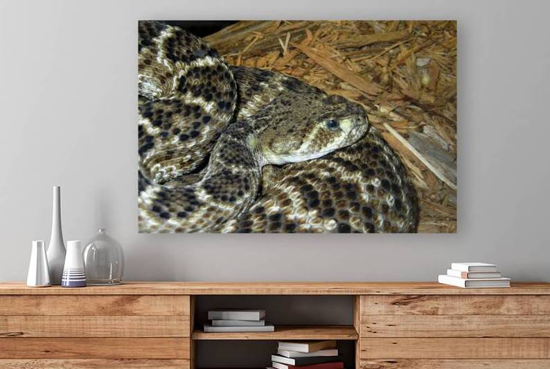 Rattlesnake Western Diamondback by Bill Swartwout Photography