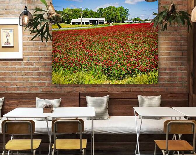 Crimson Clover in a Farm Field in Delaware by Bill Swartwout Photography