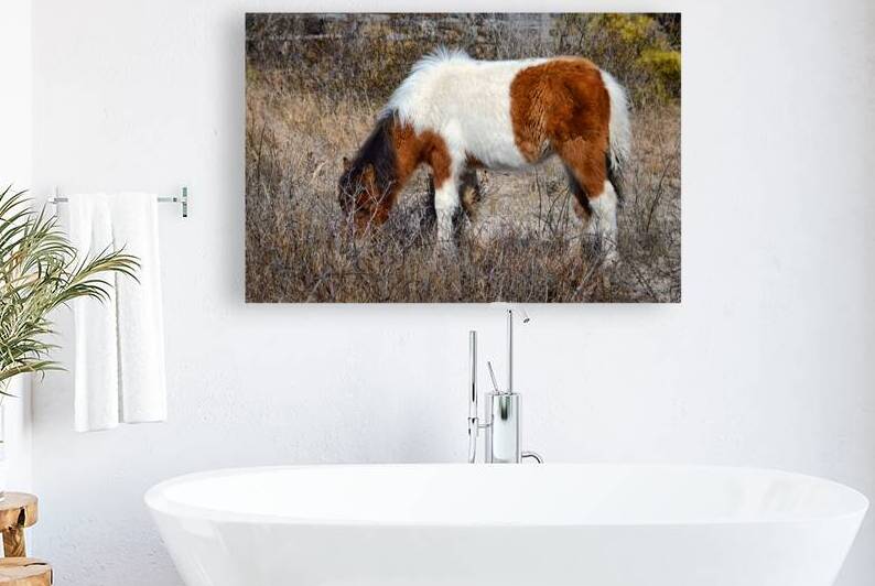 Assateague Pony Autumn Glory Grazing 0211 by Bill Swartwout Photography