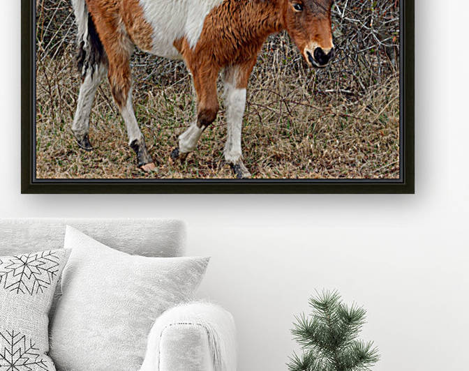 Assateague Pony Autumn Glory n2bhs on Bayberry Drive 0153 by Bill Swartwout Photography