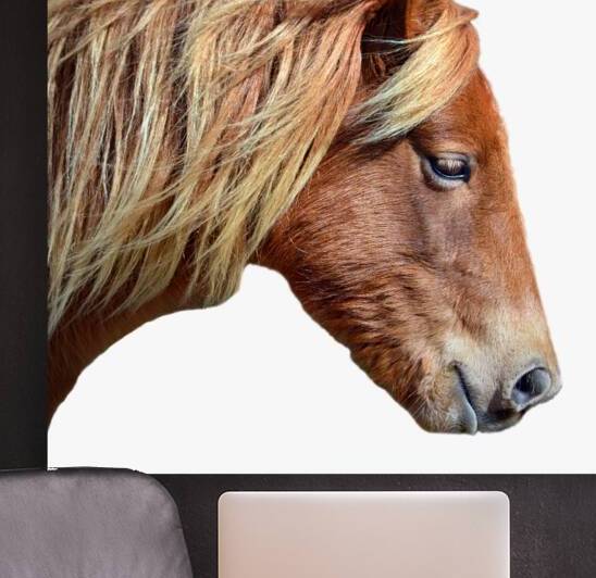 Assateague Sarahs Sweet Tea Outline on White by Bill Swartwout Photography