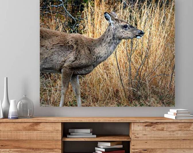 Assateague Island White Tailed Deer 0023 by Bill Swartwout Photography