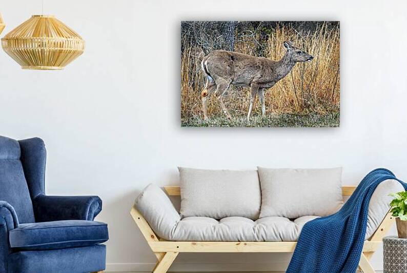 Assaateague Deer Full Right by Bill Swartwout Photography