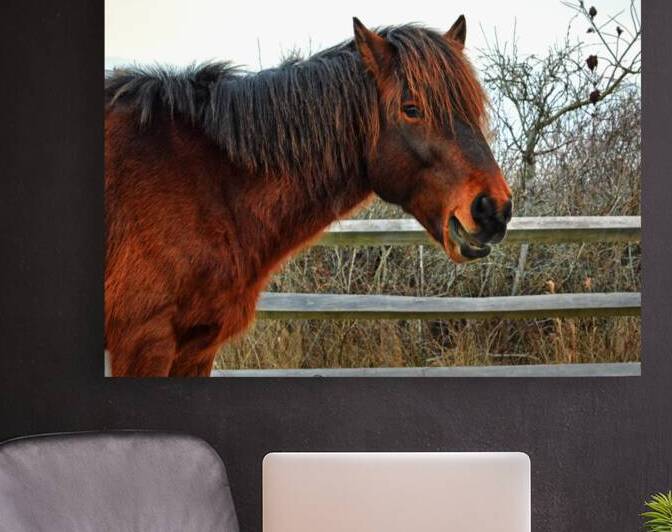Assateague Horse Delegates Pride by Bill Swartwout Photography