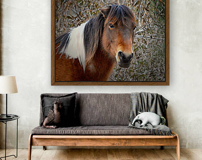 Assateague Pony Patricia Irene Solo by Bill Swartwout Photography