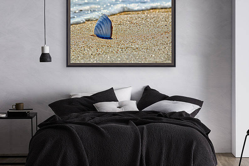 Clamshell on the Beach at Assateague Island 0237 by Bill Swartwout Photography