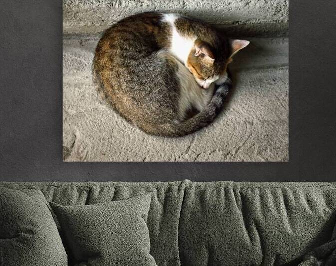 St. Lucia Market Cat by Bill Swartwout Photography