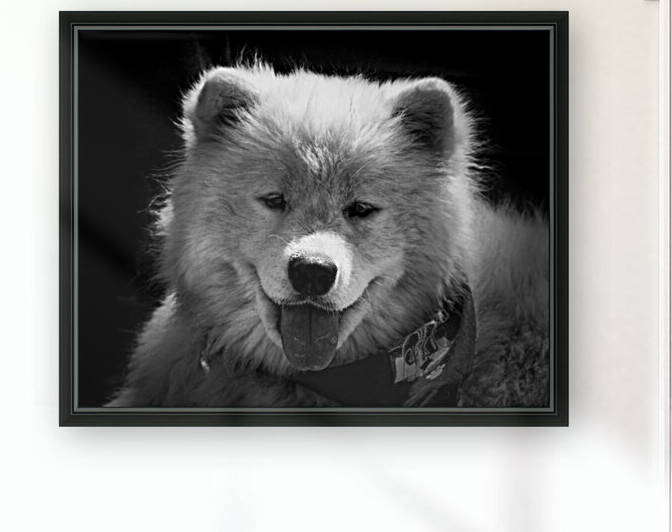 Dog Samoyed Teddy Bear Black and White by Bill Swartwout Photography