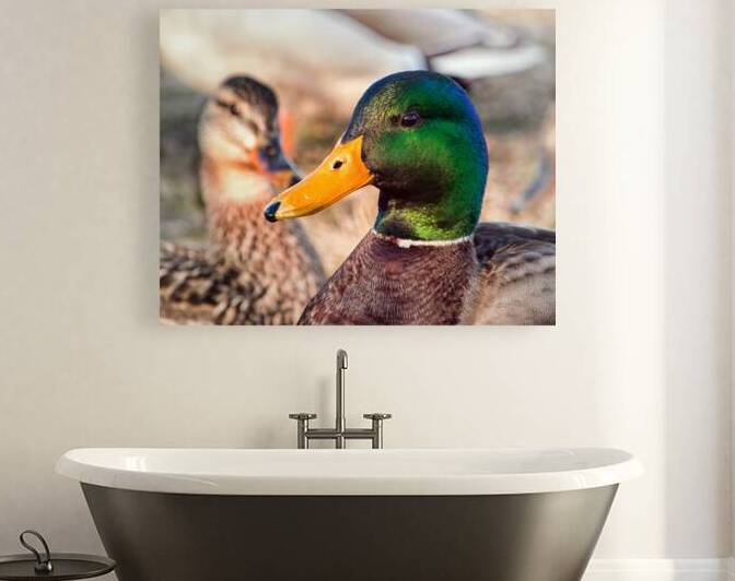 Duck Mr and Mrs Mallard by Bill Swartwout Photography