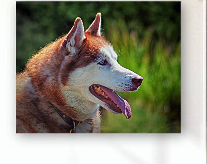 Dog Husky Portrait Profile by Bill Swartwout Photography