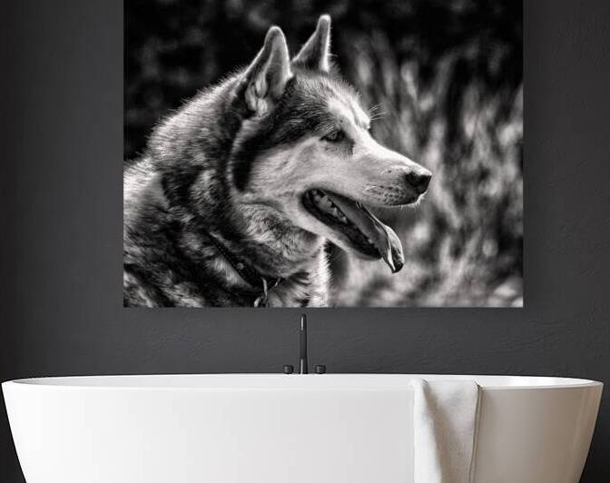 Dog Siberian Husky Profile in Black and White by Bill Swartwout Photography