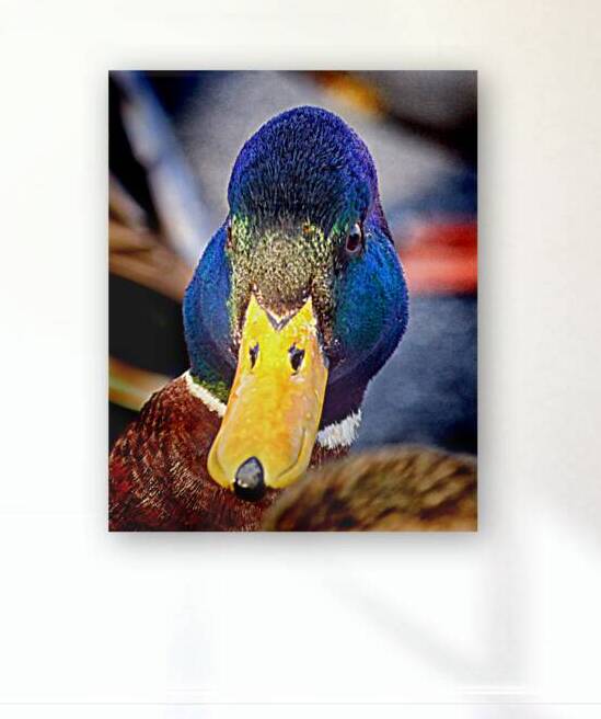 Duck Put It On My Bill by Bill Swartwout Photography