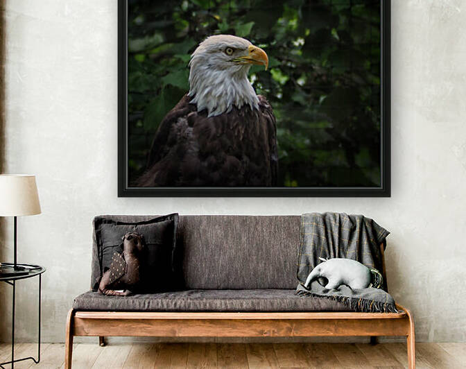 Bald Eagle at the Salisbury Zoo by Bill Swartwout Photography