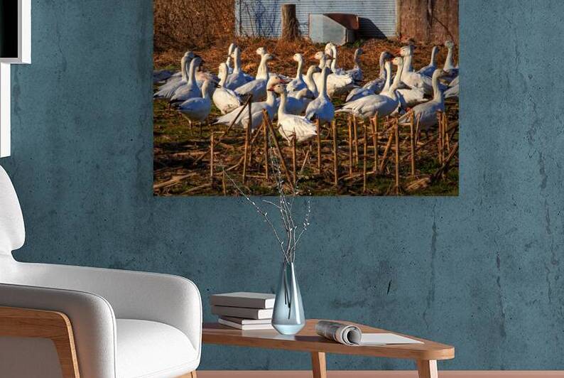 Snow Geese Gaggle in Frankford DE by Bill Swartwout Photography