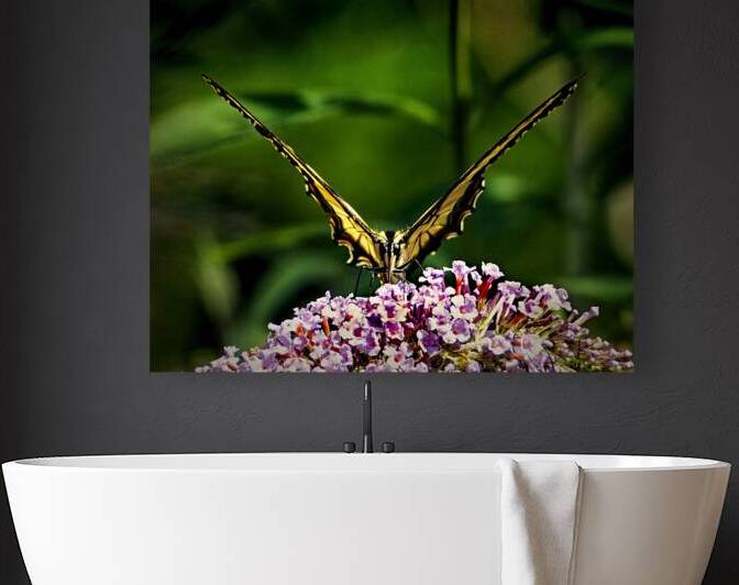 Butterfly Victory Pose by Bill Swartwout Photography