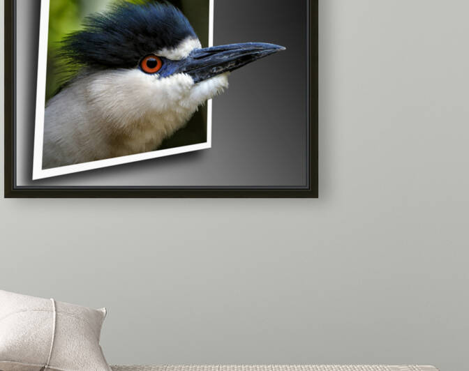 Black Crowned Night Heron Out Of Bounds by Bill Swartwout Photography