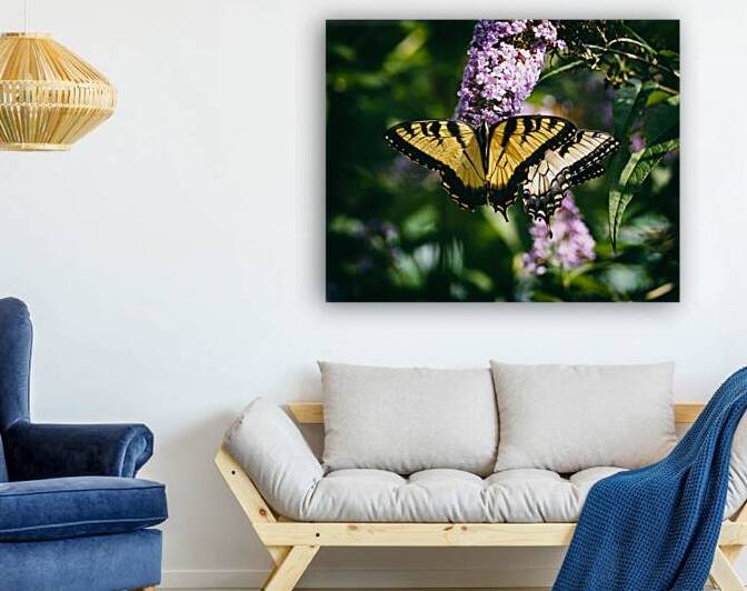 Swallowtail Butterfly at the Maryland Zoo in Baltimore by Bill Swartwout Photography