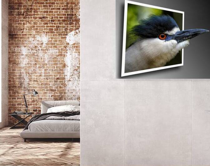 Black Crowned Night Heron OOB by Bill Swartwout Photography