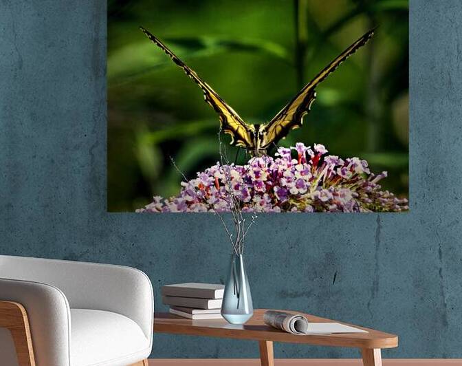 Butterfly Victory V Zoo by Bill Swartwout Photography