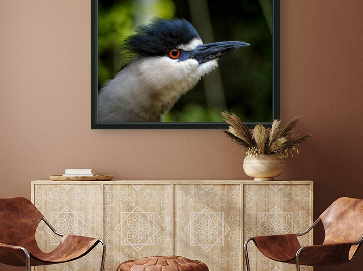 Black Crowned Night Hawk Ruffled by Bill Swartwout Photography