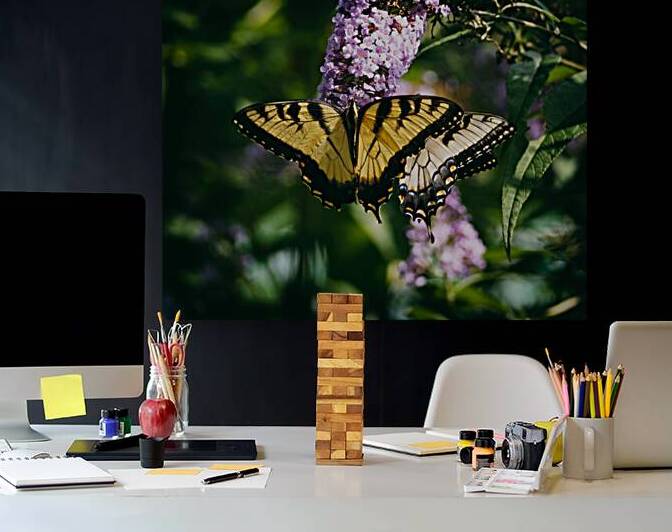 Butterfly Swallowtail MD Zoo 8050035 by Bill Swartwout Photography